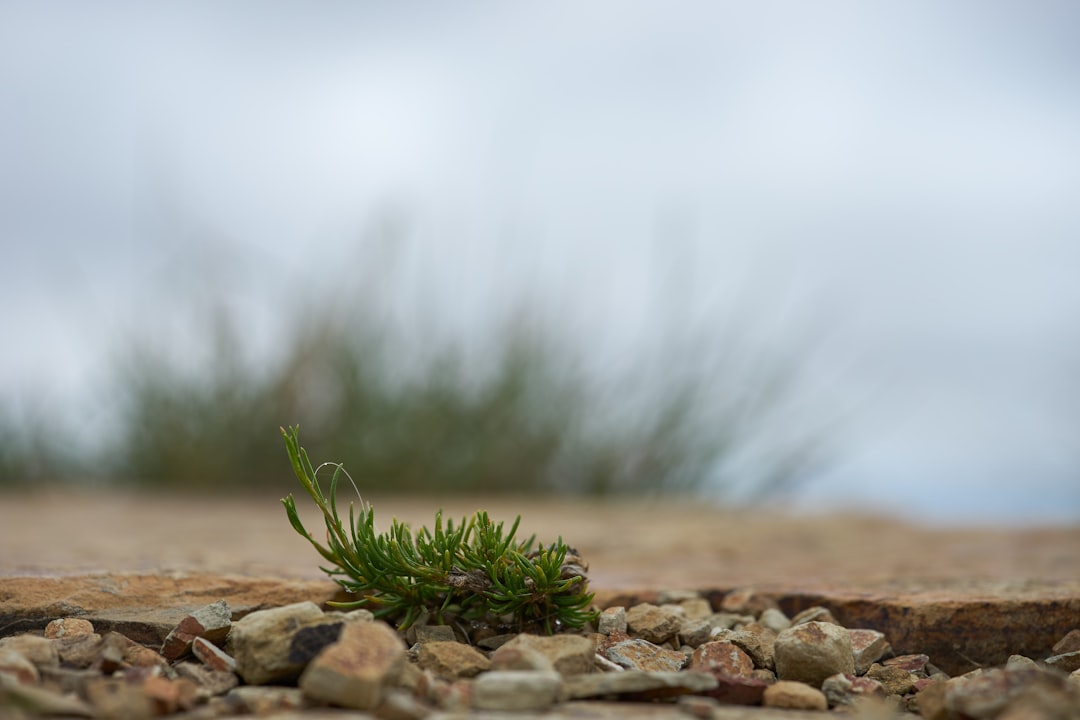 green plant on brown rocky ground