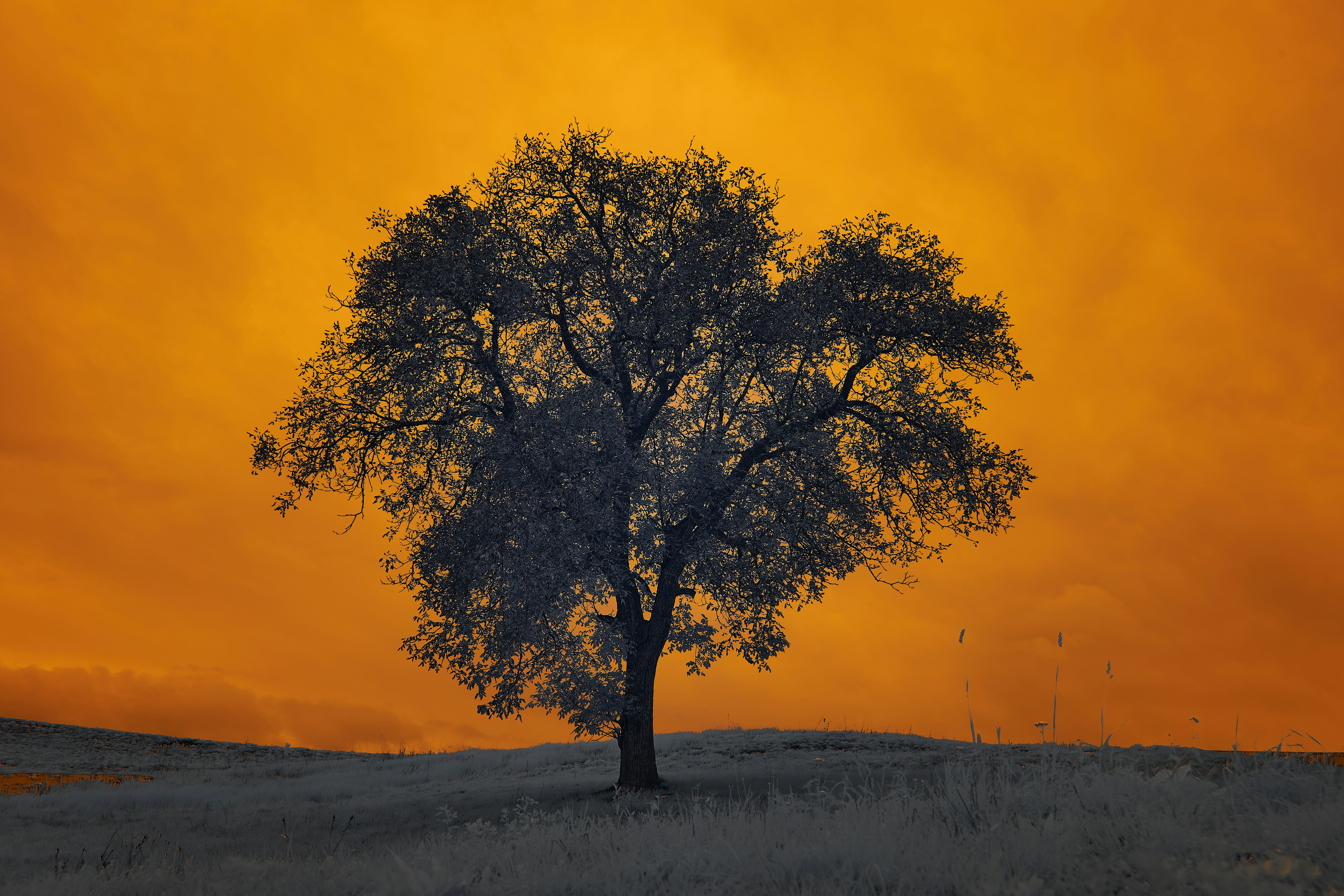 Photo by wolfgang_hasselmann