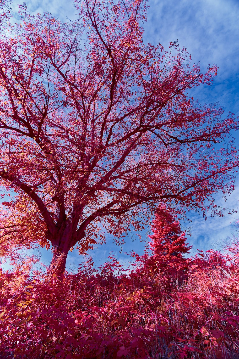 brown tree under blue sky during daytime