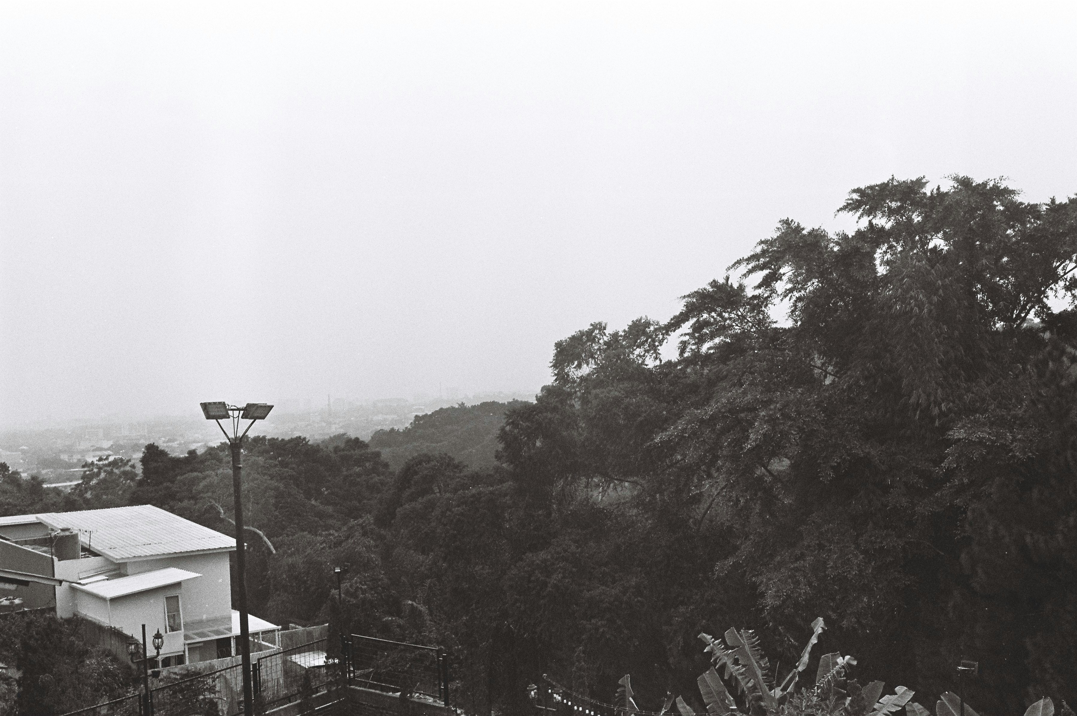green trees under white sky during daytime