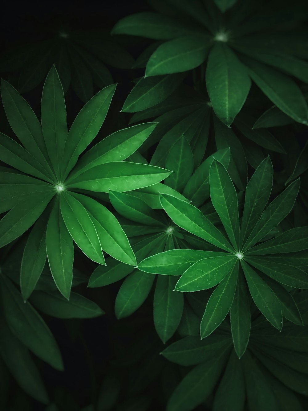 green leaf plant in close up photography