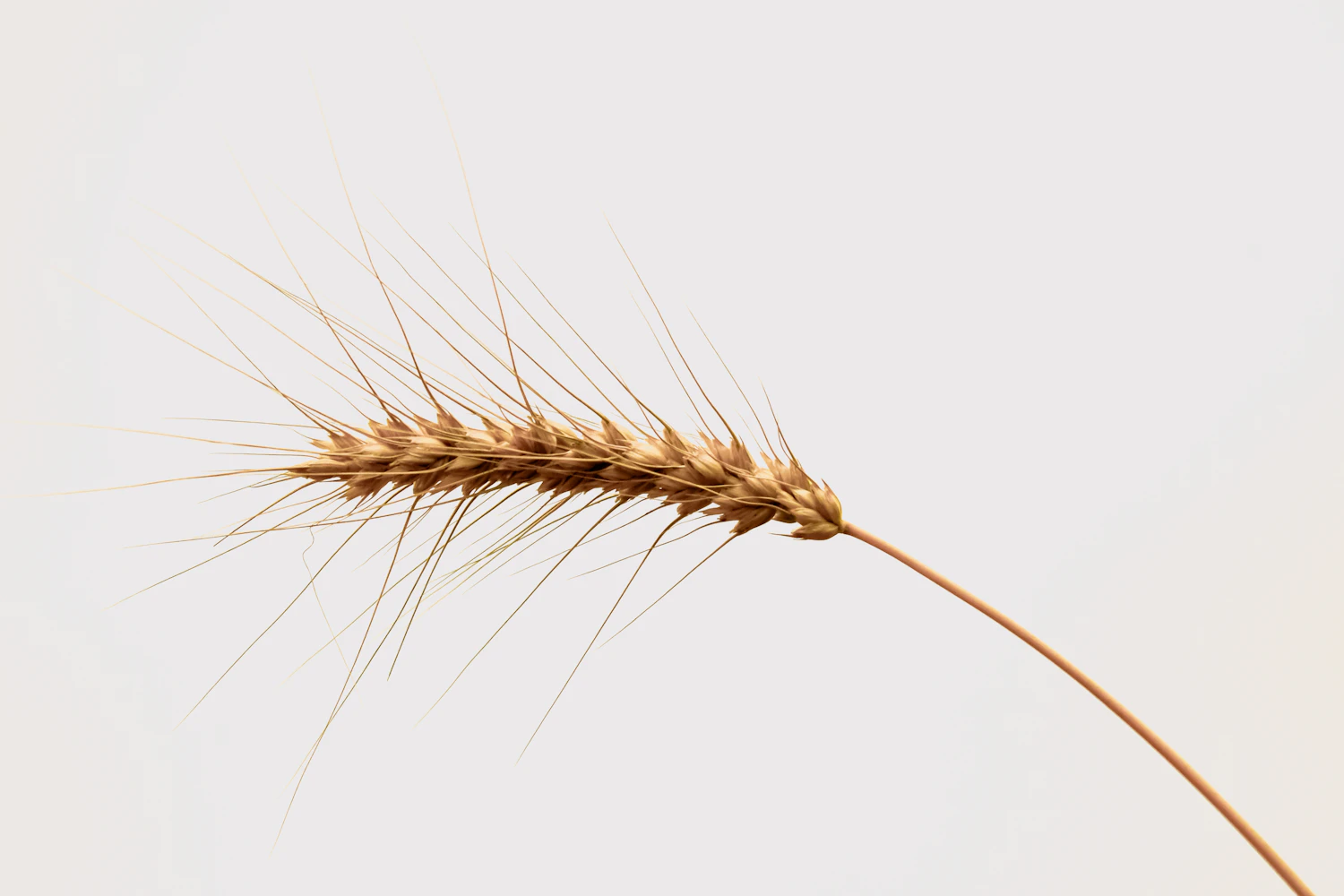 A single ear of wheat lying on a plain pale ground