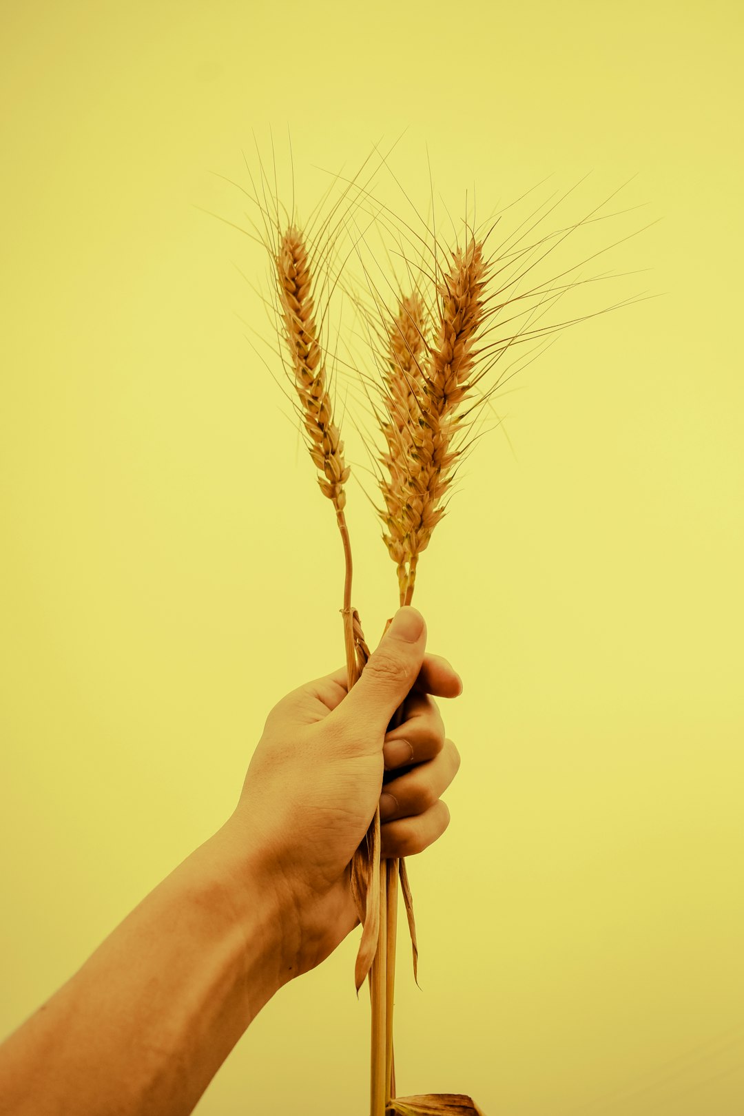 person holding brown plant during daytime