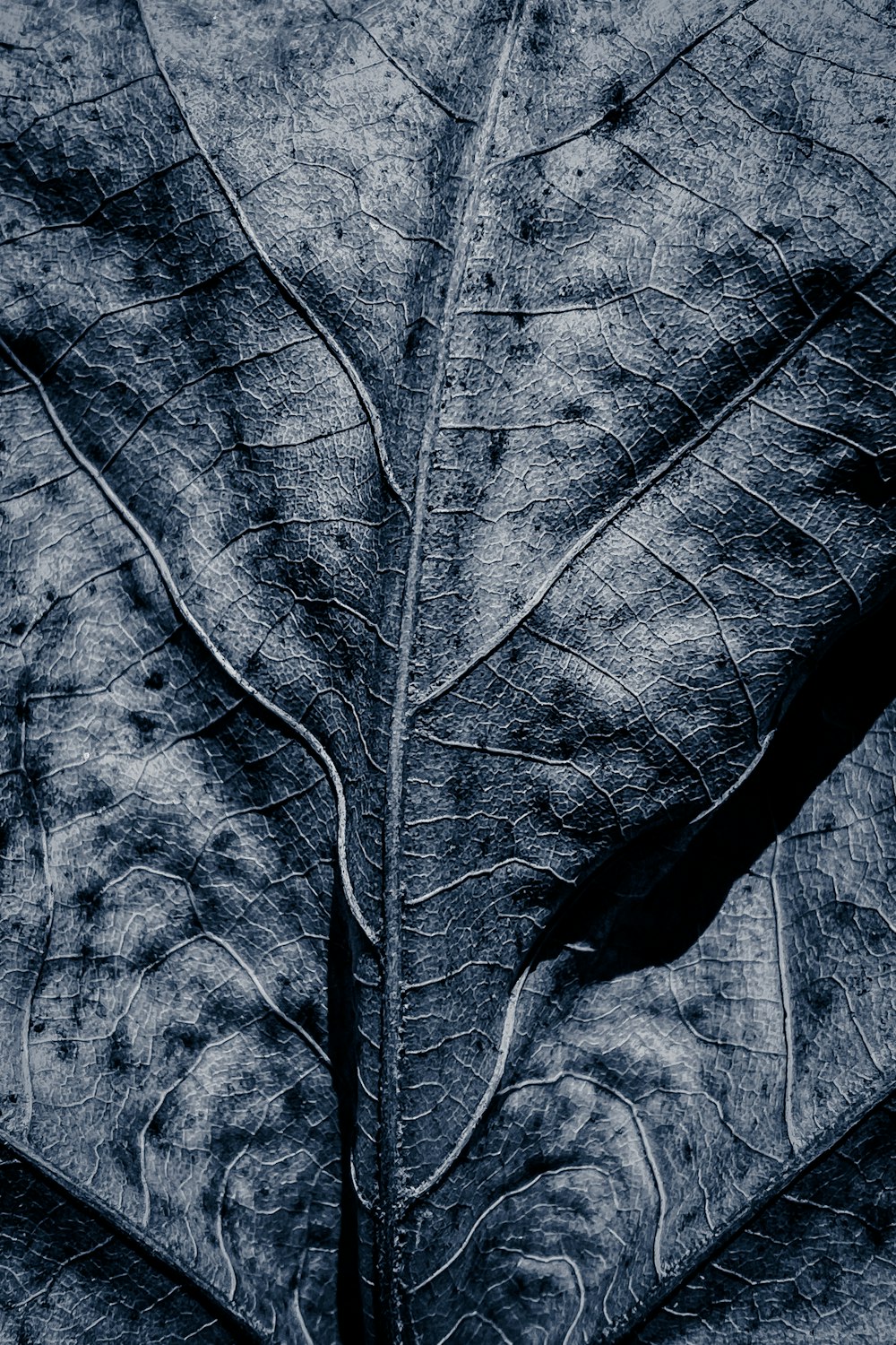 grayscale photo of a leaf