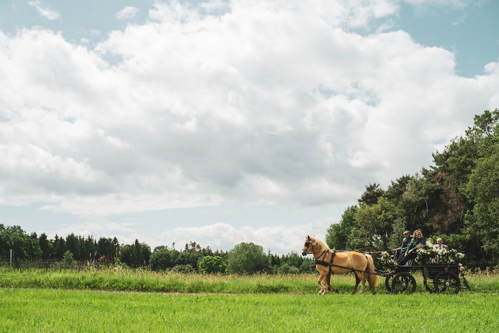 brown horse on green grass field under white clouds during daytime