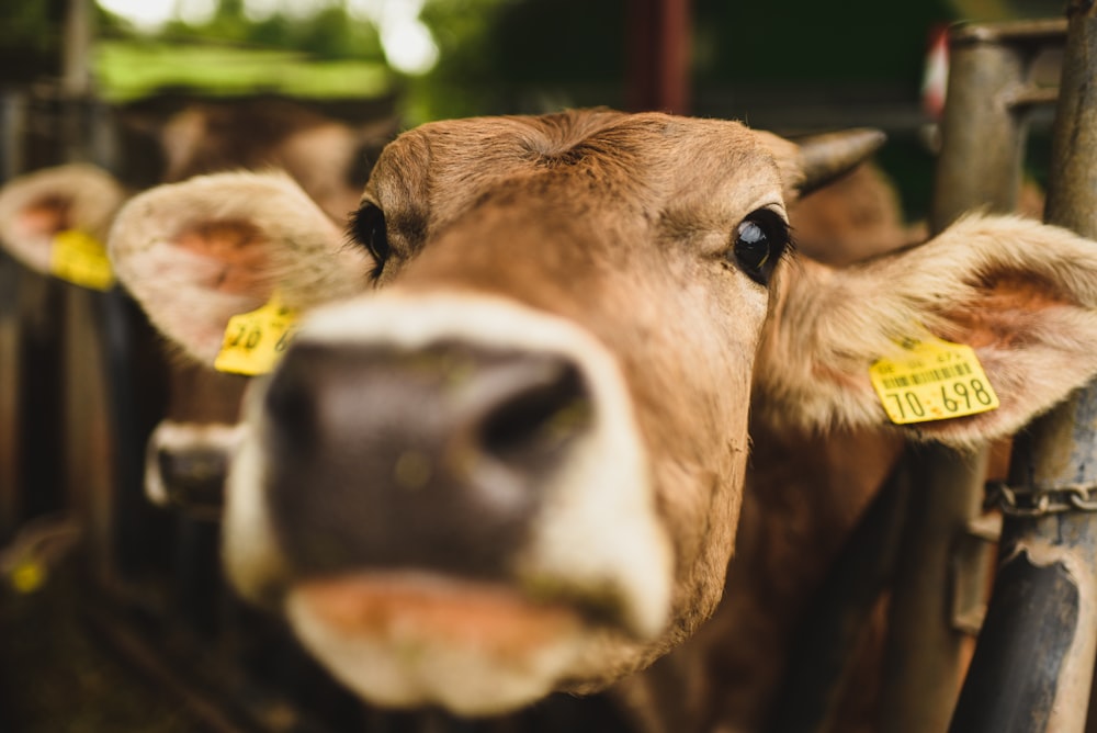 brown cow in tilt shift lens