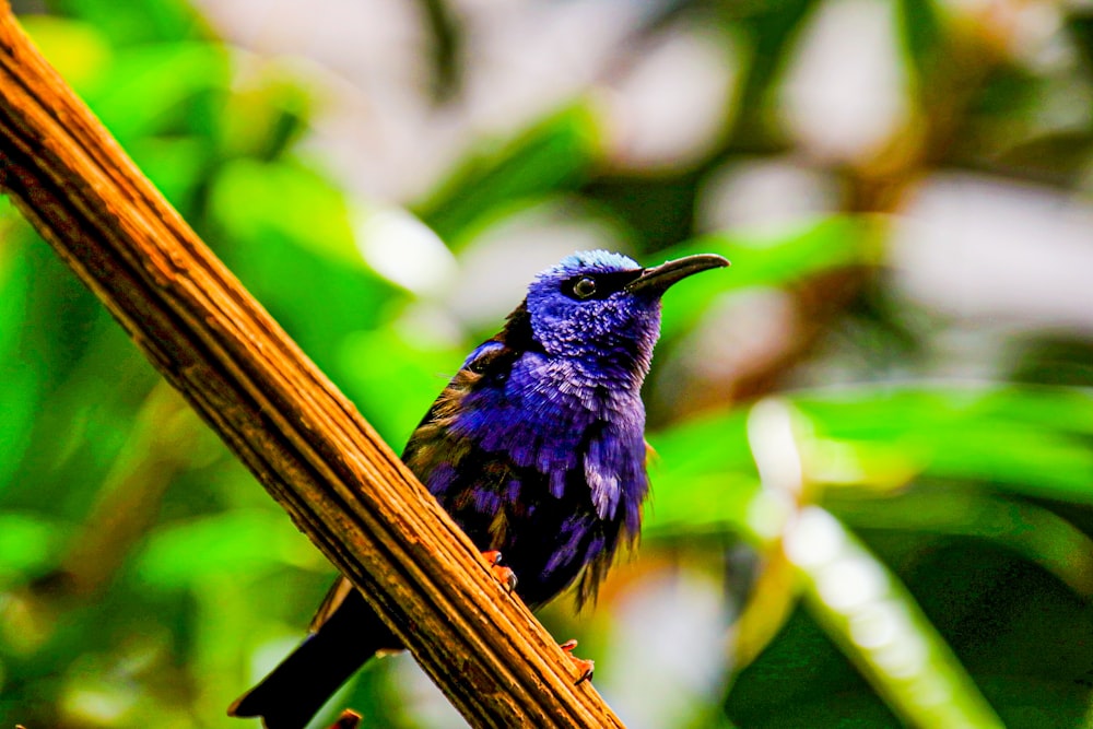 blue bird on brown tree branch