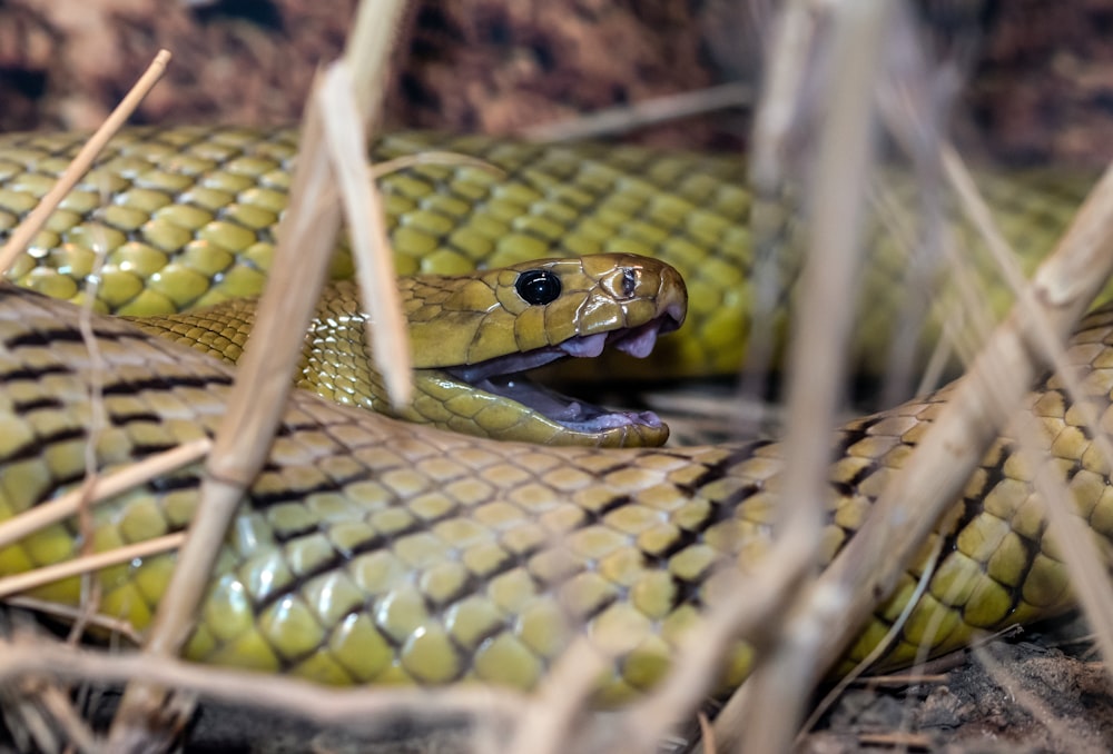 green and black snake on brown tree branch