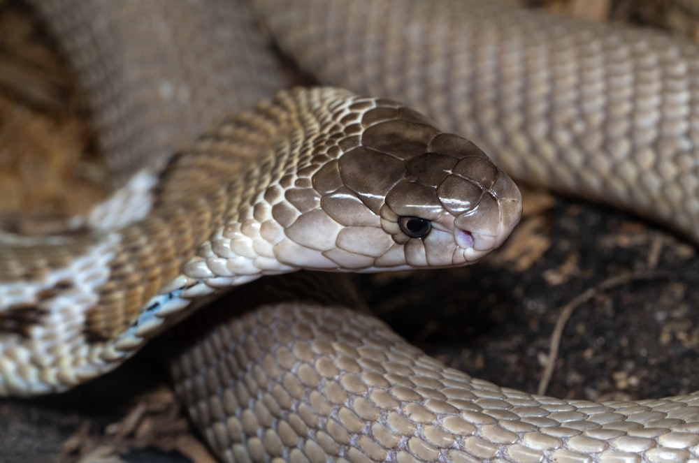 brown and white snake skin