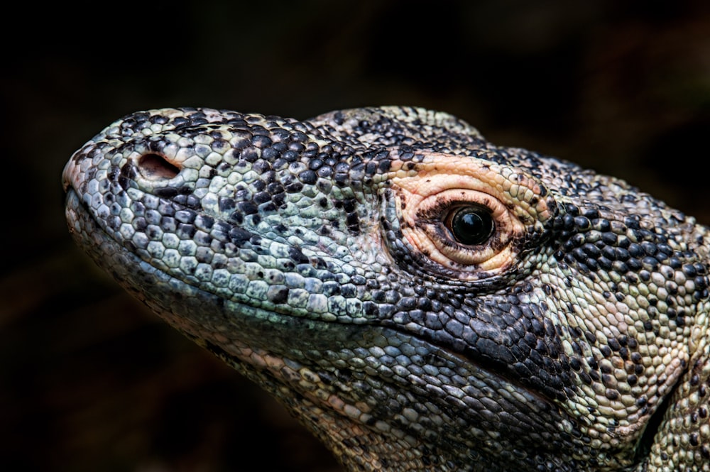 brown and black snake in close up photography