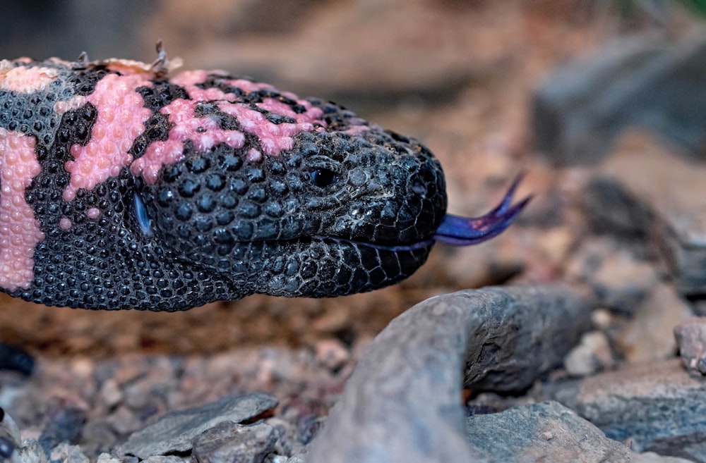 serpiente negra y marrón sobre roca marrón