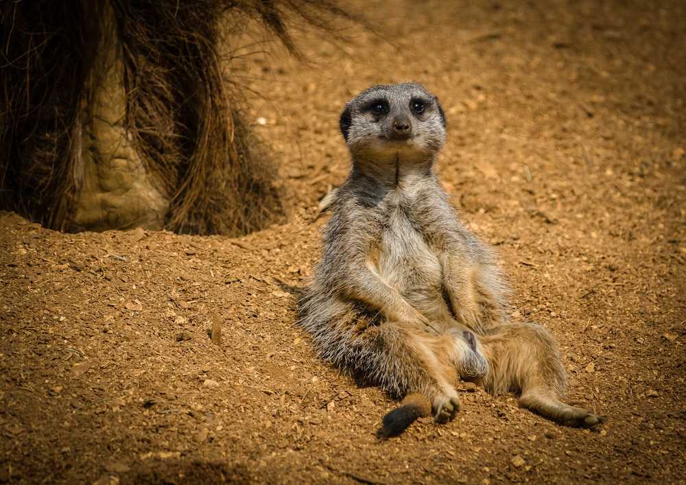 brown and white animal on brown sand during daytime