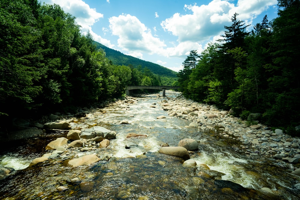 river in between green trees under blue sky during daytime