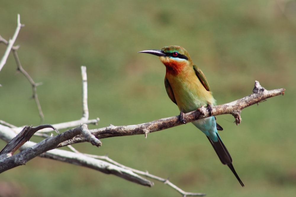 green and brown bird on brown tree branch during daytime