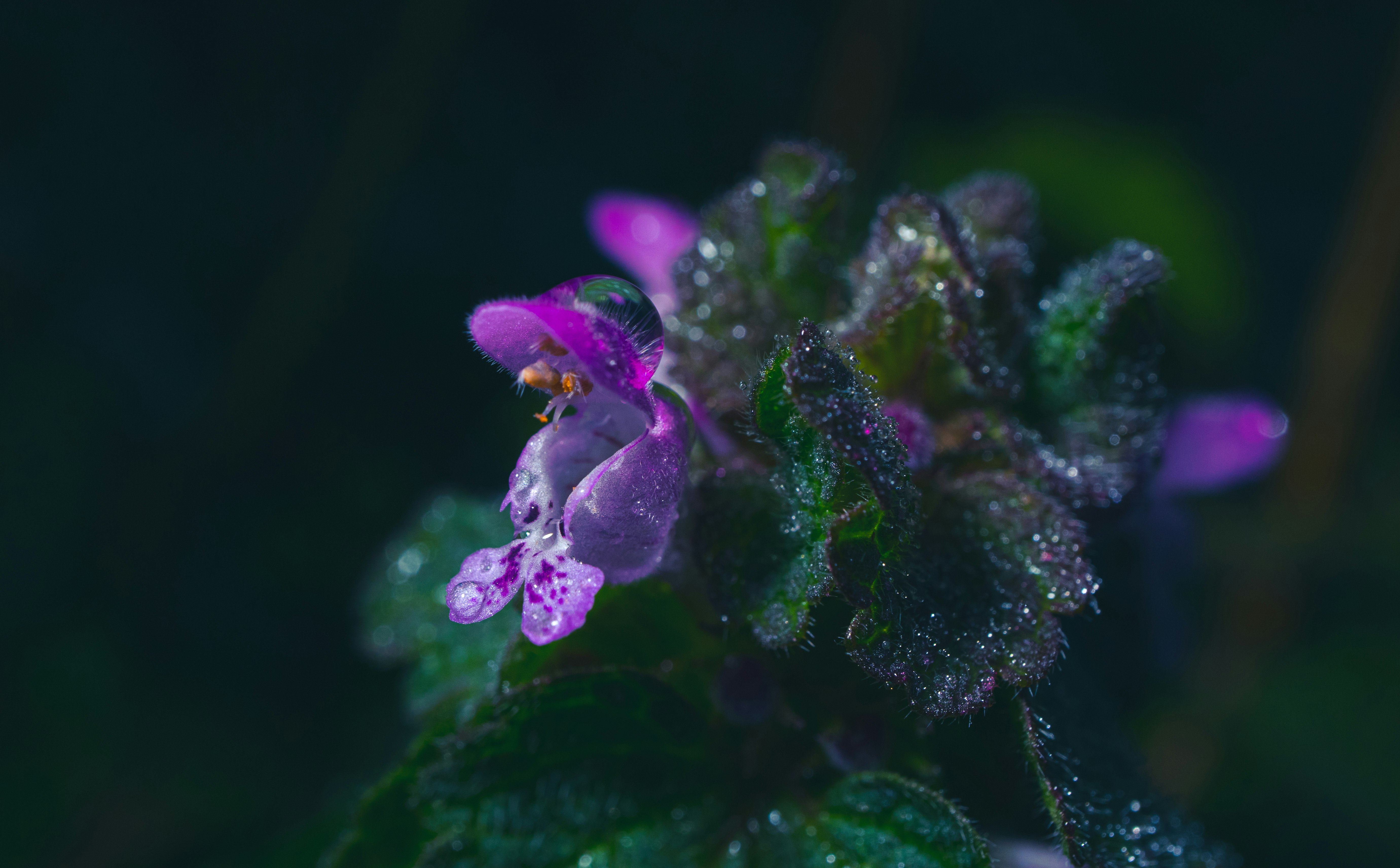 purple flower with green leaves