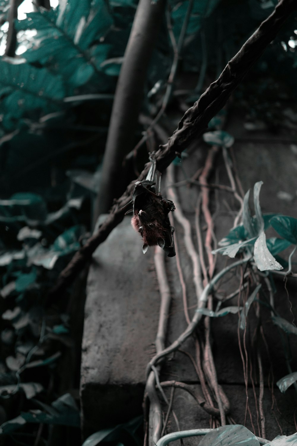 brown dried leaf on brown tree branch