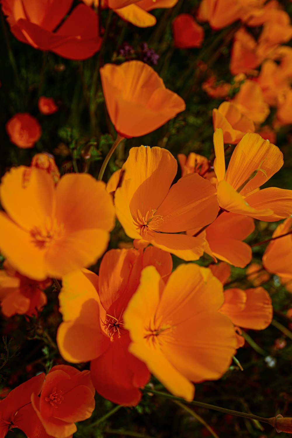 yellow daffodils in bloom during daytime