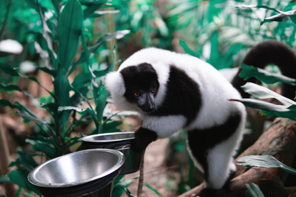 white and black panda on stainless steel bucket