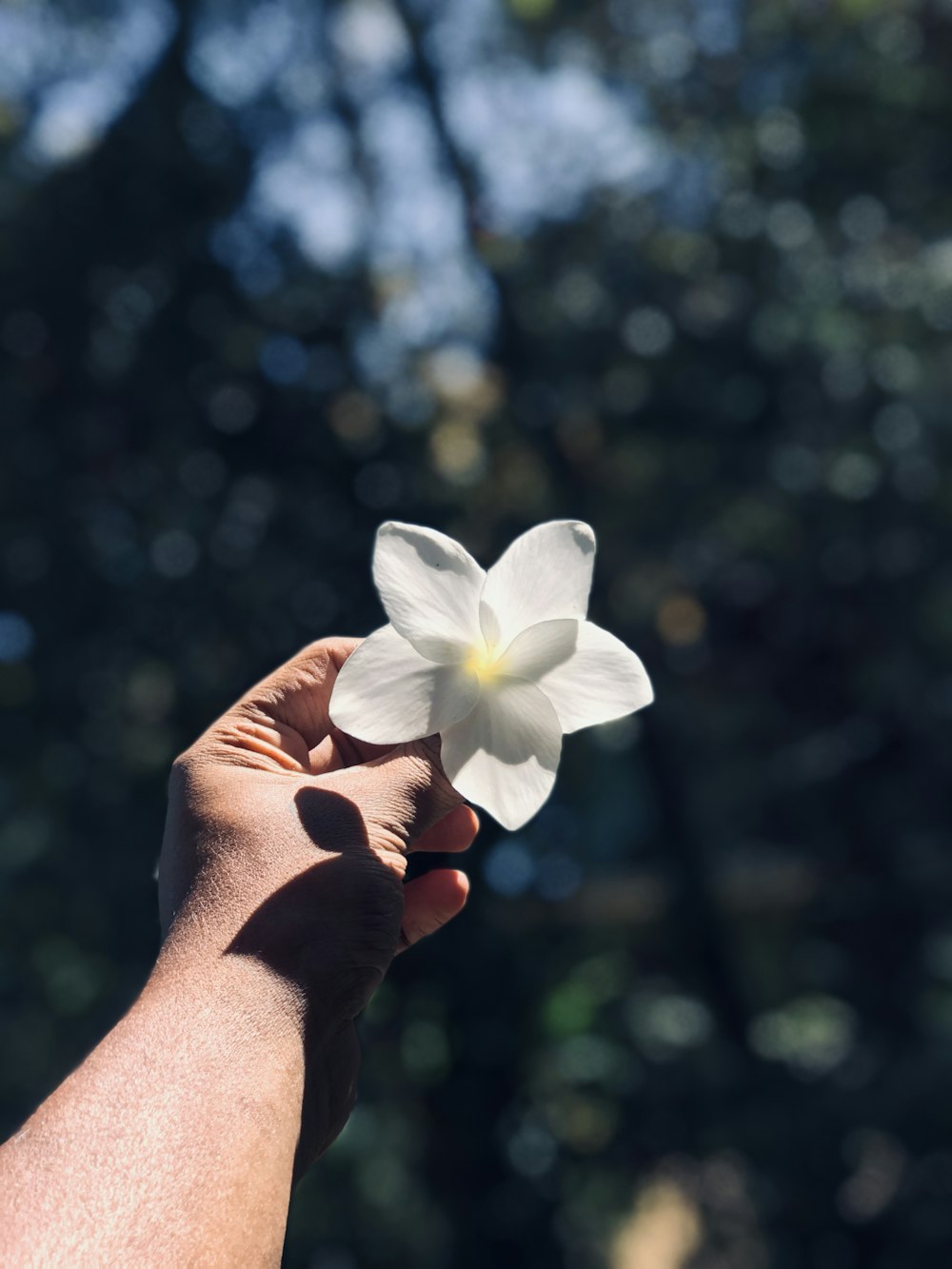 person holding white petaled flower
