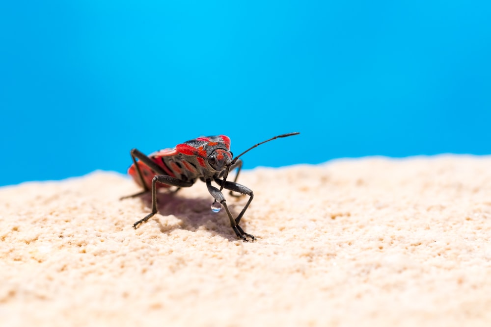 brown and black insect on brown sand during daytime