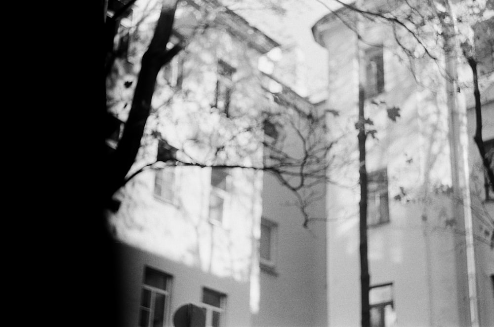 Foto in scala di grigi dell'albero vicino all'edificio