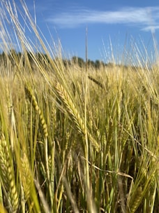 Aerial view of golden grain fields ready for harvest under a clear blue sky.