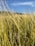 A close-up of golden wheat fields under a clear blue sky, symbolizing abundant harvest.