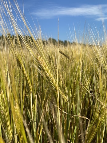 Close-up image of ripe crops ready for harvest in a sunny farm setting.