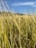A close-up of golden wheat fields under a clear blue sky, symbolizing abundant harvest.