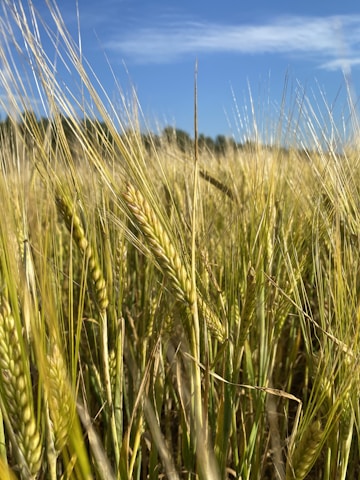 A close-up of freshly harvested crops in a green field.