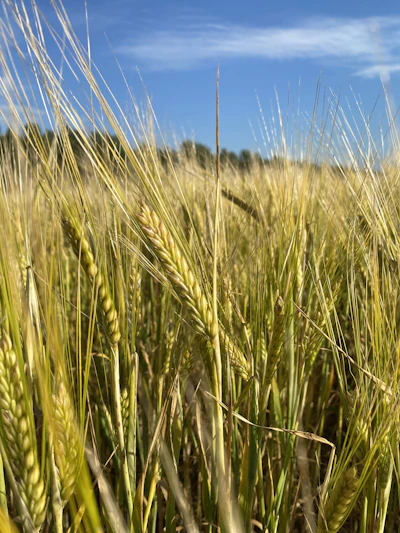 Close-up of a golden wheat field under a clear blue sky, symbolizing purity and quality.