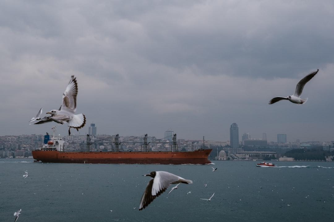 white bird flying over the sea during daytime