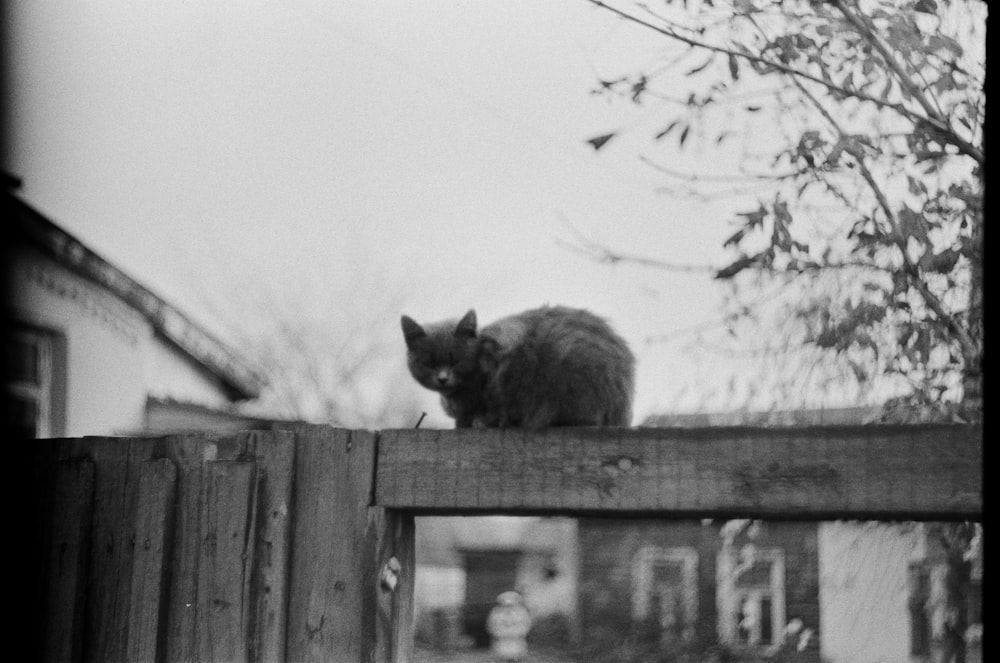 grayscale photo of cat on wooden fence