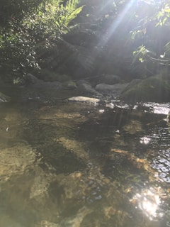 Sunlight filtering through trees onto a tranquil stream, part of the Stuttgart mineral water route.