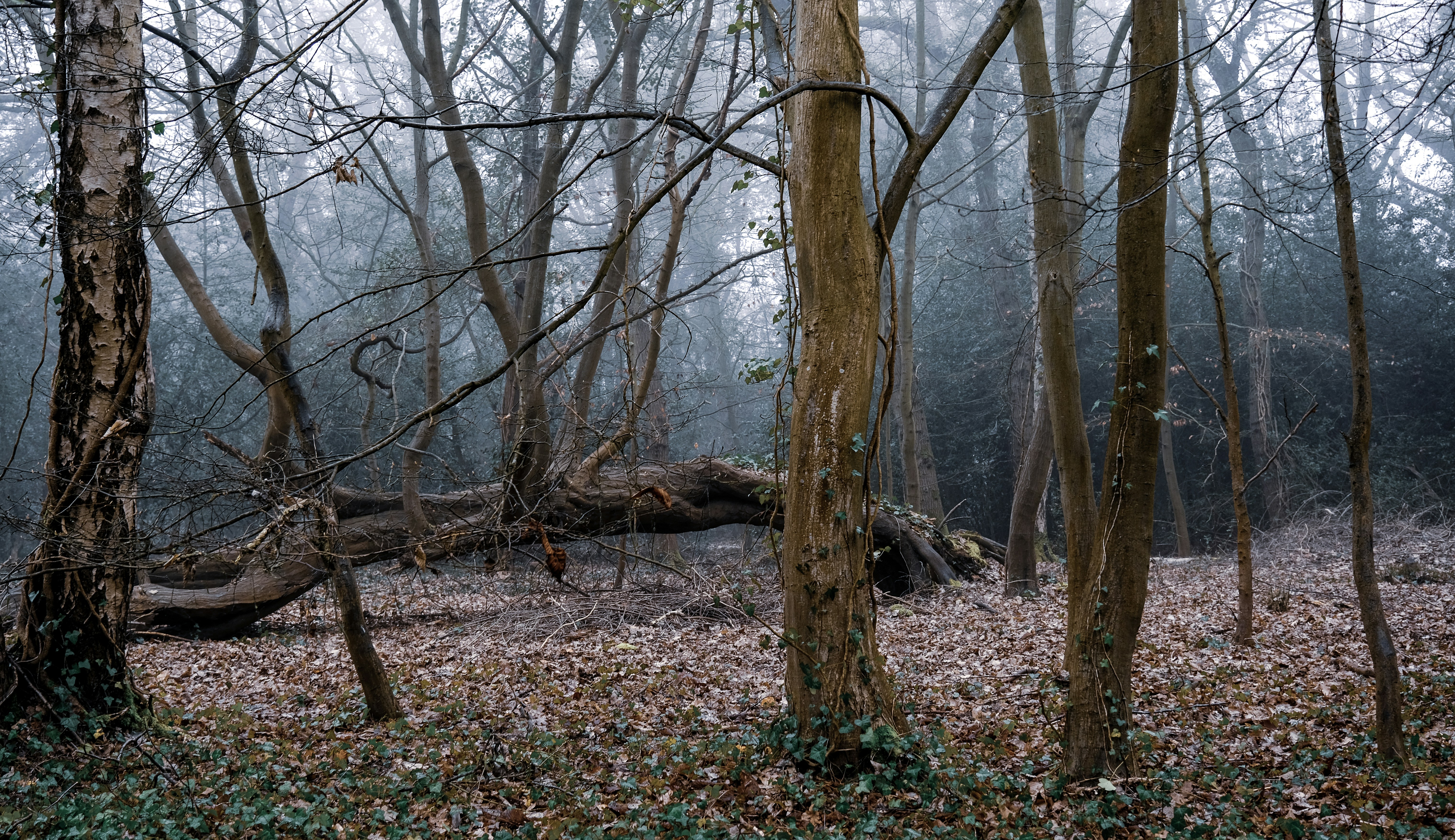 Photo by grievek1610begur