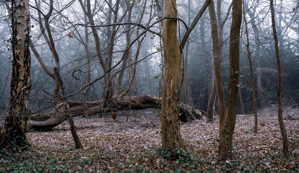 brown tree trunk on green grass field