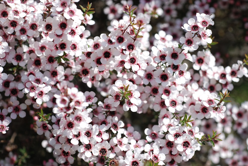 white and pink flowers in tilt shift lens