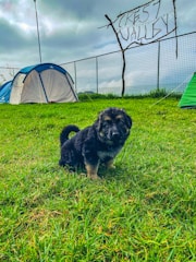 In a grassy field, a fluffy black and tan puppy is sitting. Several tents are set up nearby on the grass, with one prominently blue and white in color. A fence runs along the background, with a rustic wooden sign reading 'Crest Valley' attached to it. The sky above is overcast, with gray clouds.
