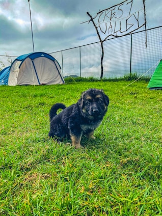 In a grassy field, a fluffy black and tan puppy is sitting. Several tents are set up nearby on the grass, with one prominently blue and white in color. A fence runs along the background, with a rustic wooden sign reading 'Crest Valley' attached to it. The sky above is overcast, with gray clouds.