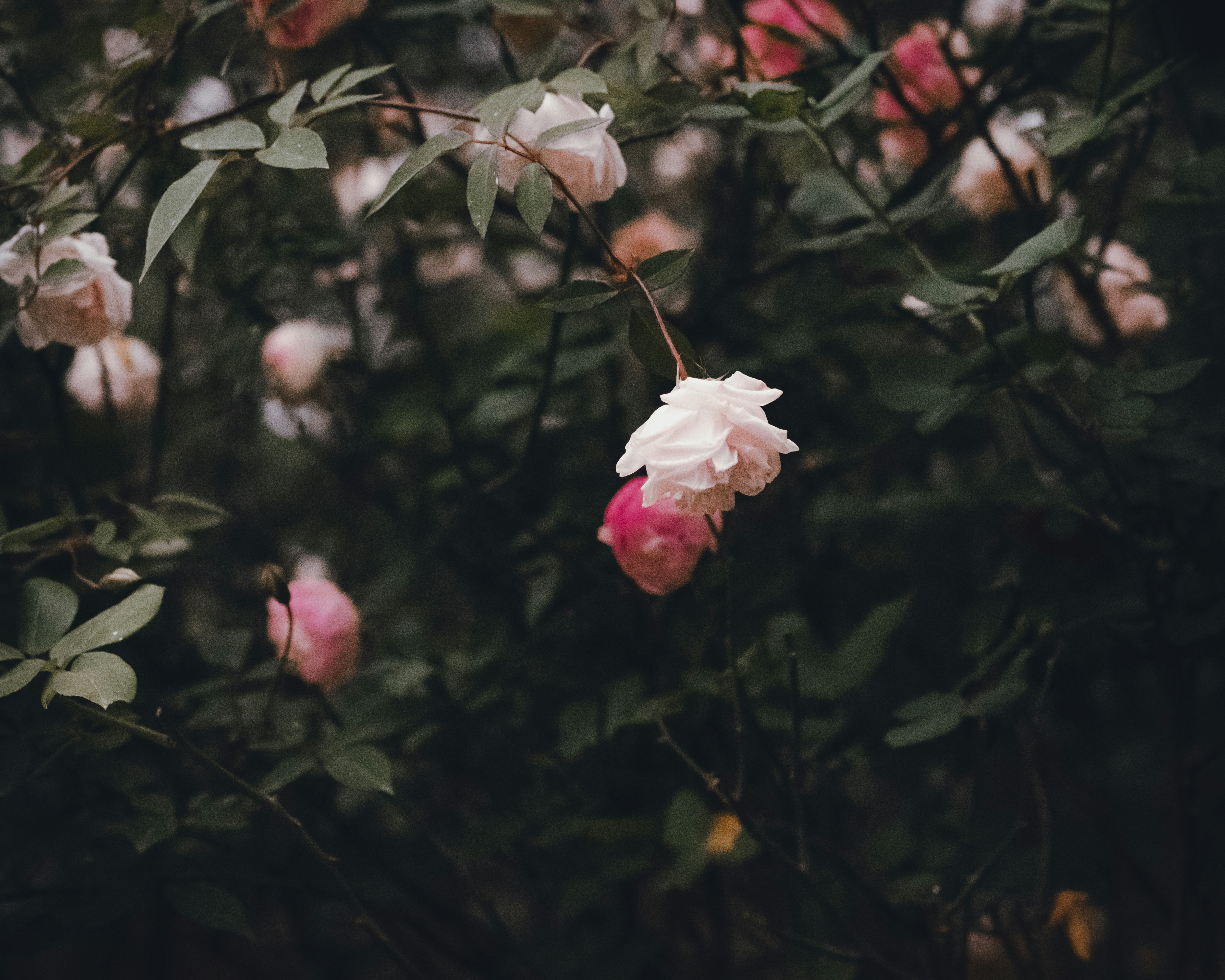a bunch of pink and white flowers on a tree
