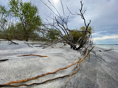 Desaturated landscape of the Patagonian steppe under a soft gray sky