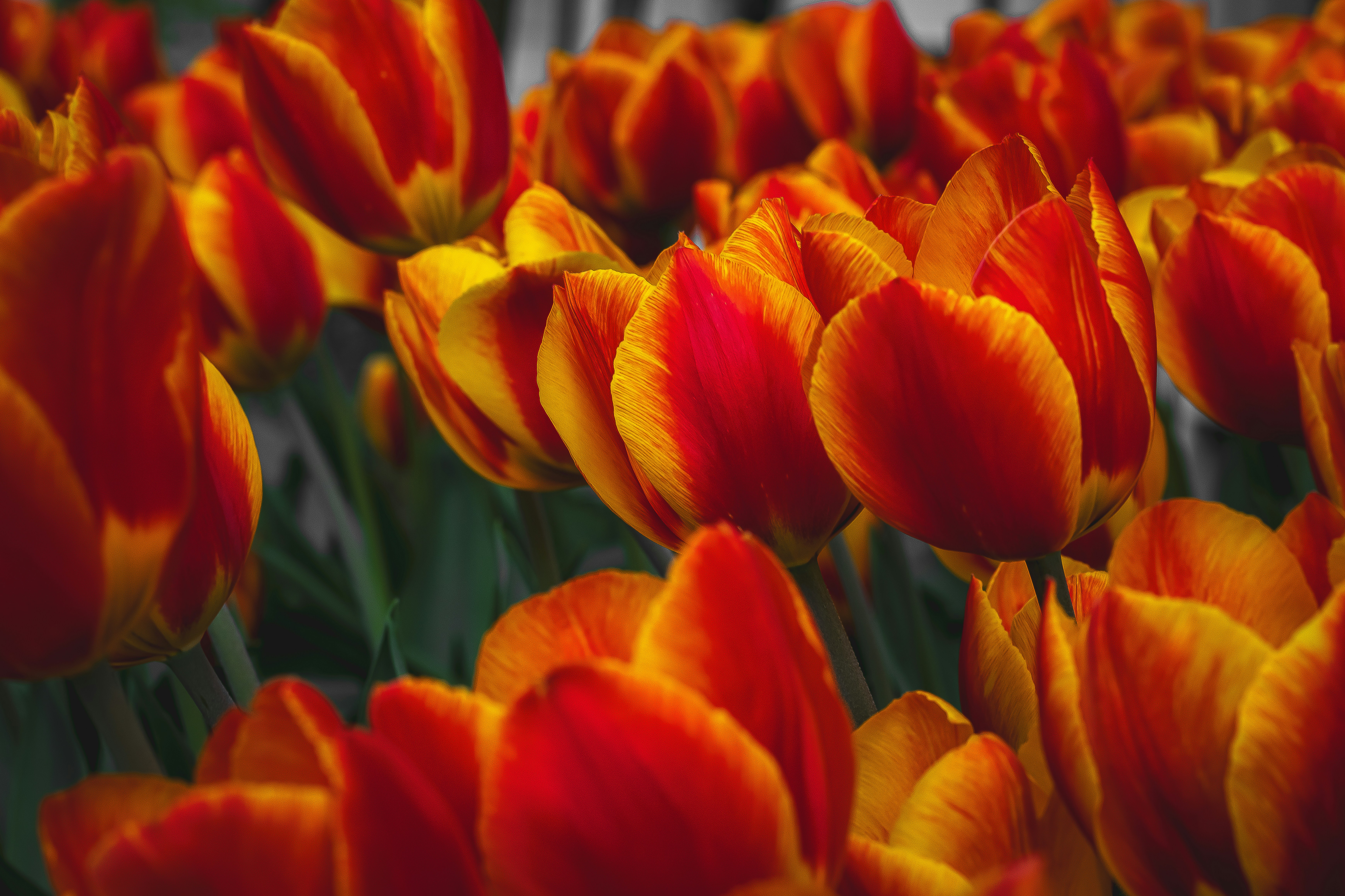 Photo by joshuaqualls