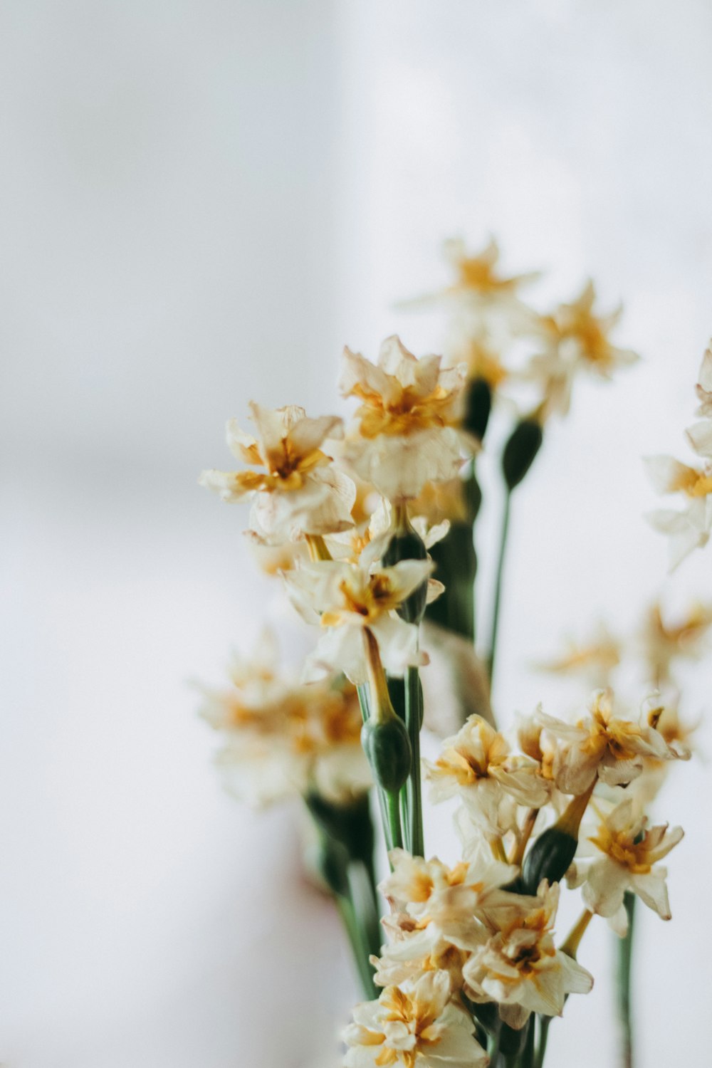 white and yellow flowers in clear glass vase