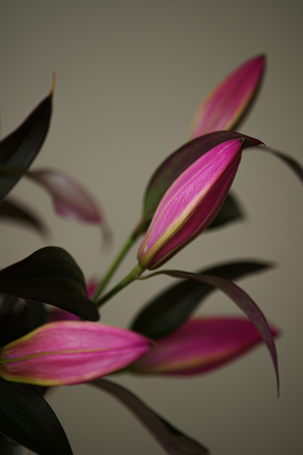 pink and white flower in close up photography