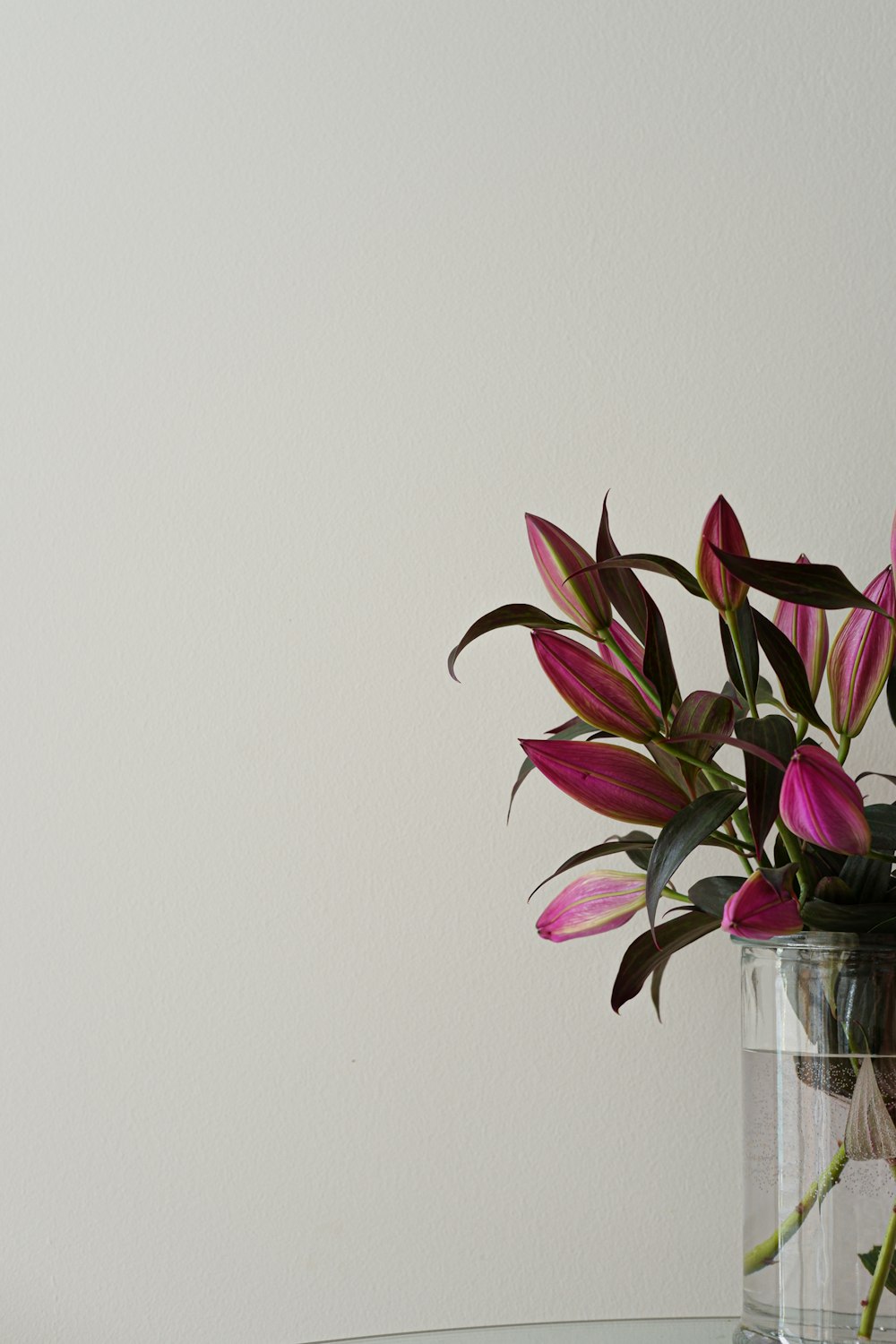 plante violette et verte sur vase en verre transparent