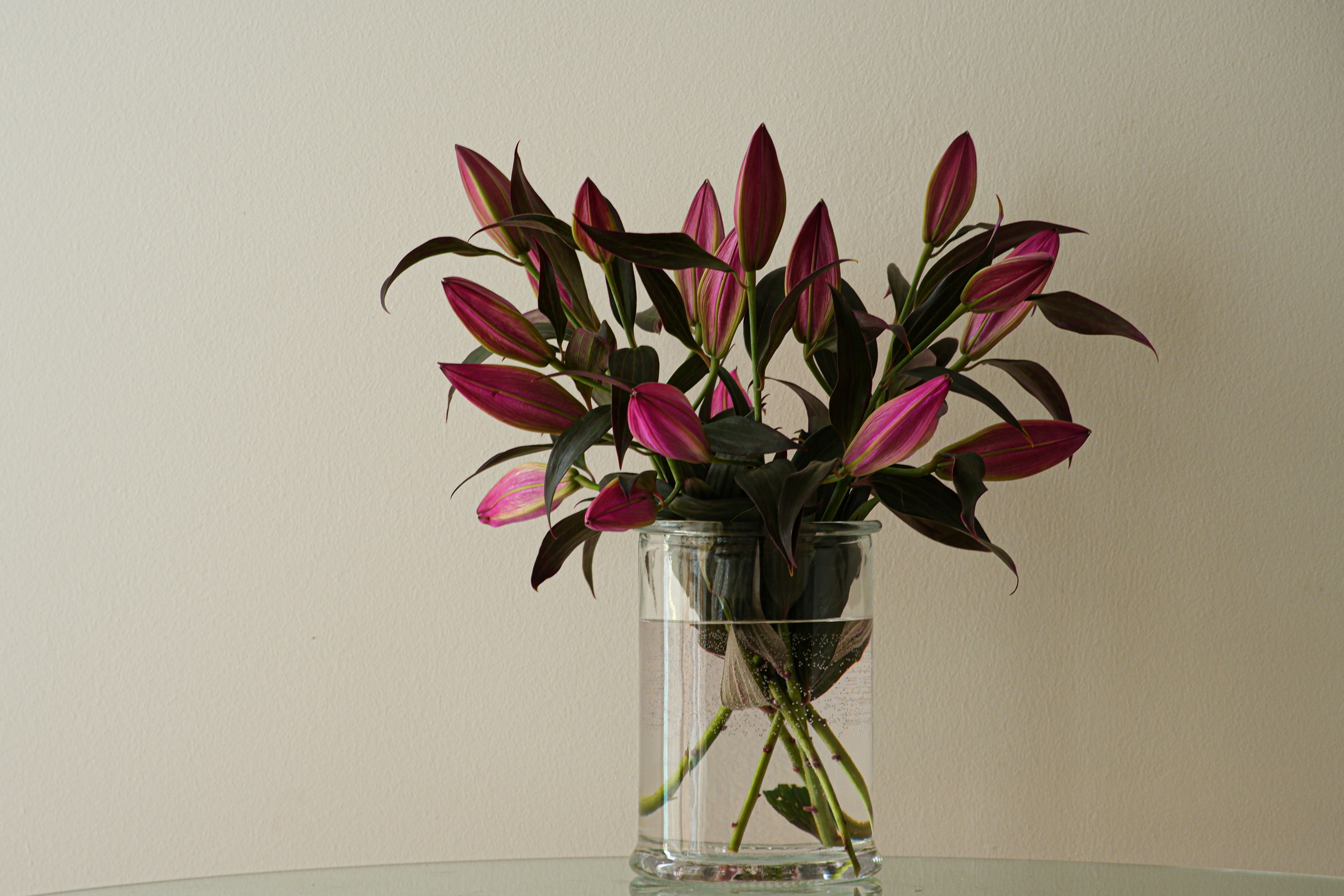 red and green plant on clear glass vase