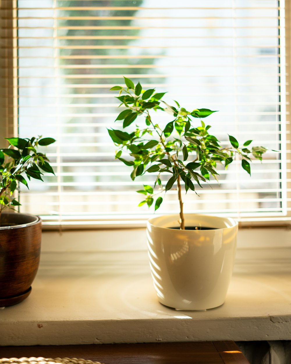 Planta verde en maceta de cerámica blanca