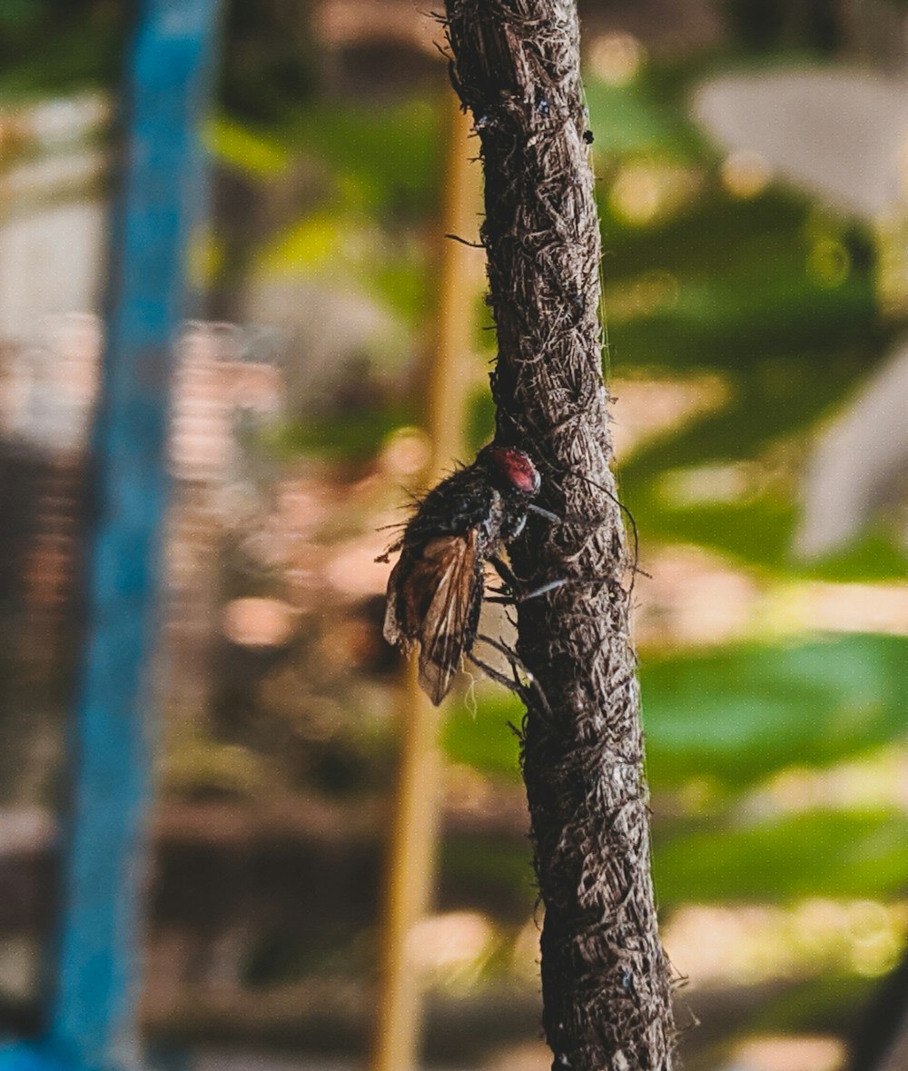 black and red fly perched on brown tree branch during daytime