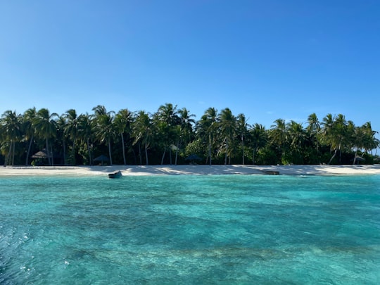 green palm trees on island during daytime in Alif Alif Atoll Maldives