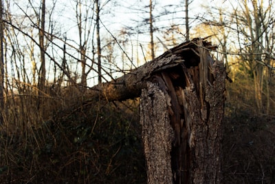 brown tree trunk on brown grass field during daytime